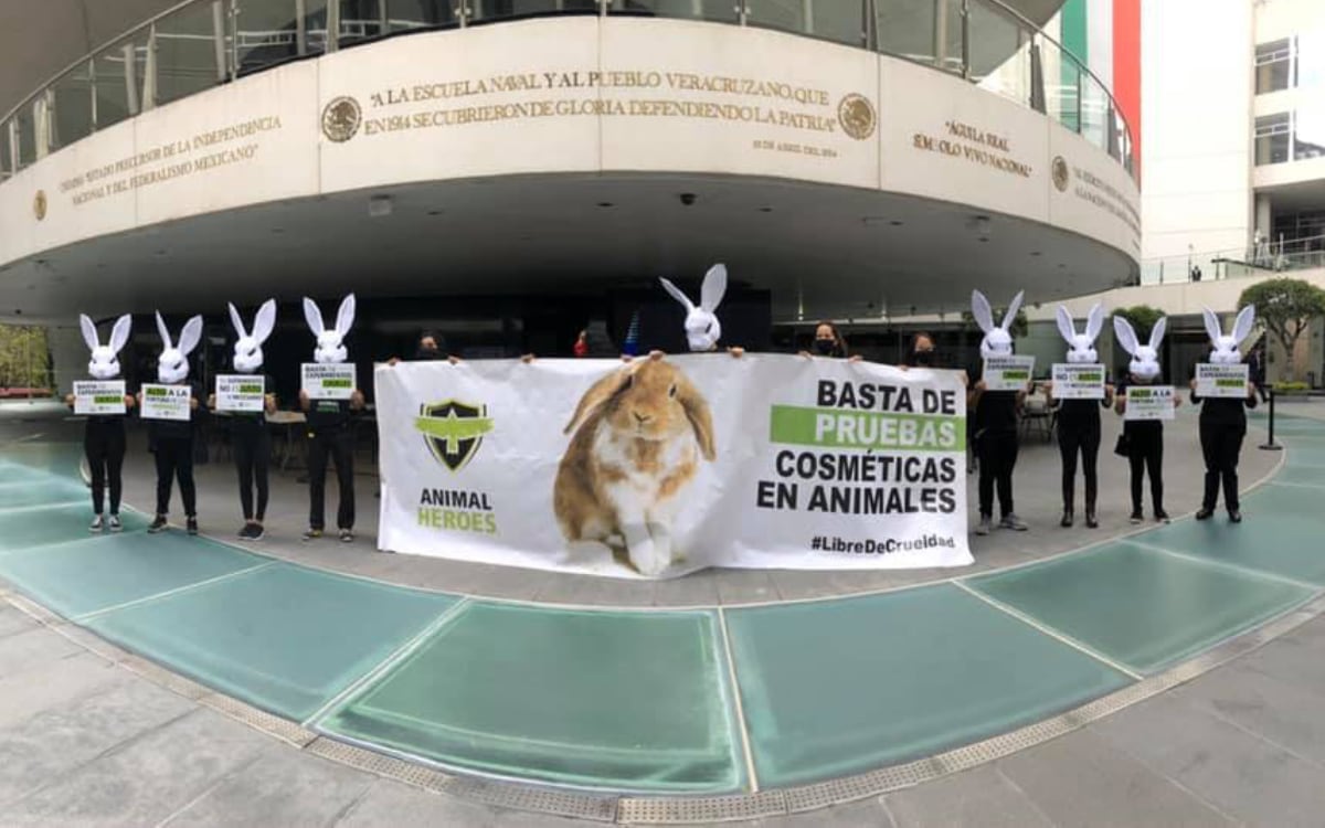 Activistas exigen al Senado Mexicano prohibir la experimentación cosmética en animales. Fuente: Aristegui Noticias