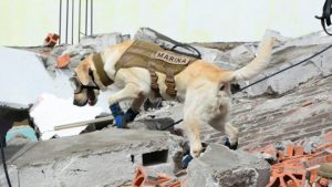 La perrita rescatista Frida buscando personas entre los escombros que dejaron los sismos de 2017 en Oaxaca y la Ciudad de México 